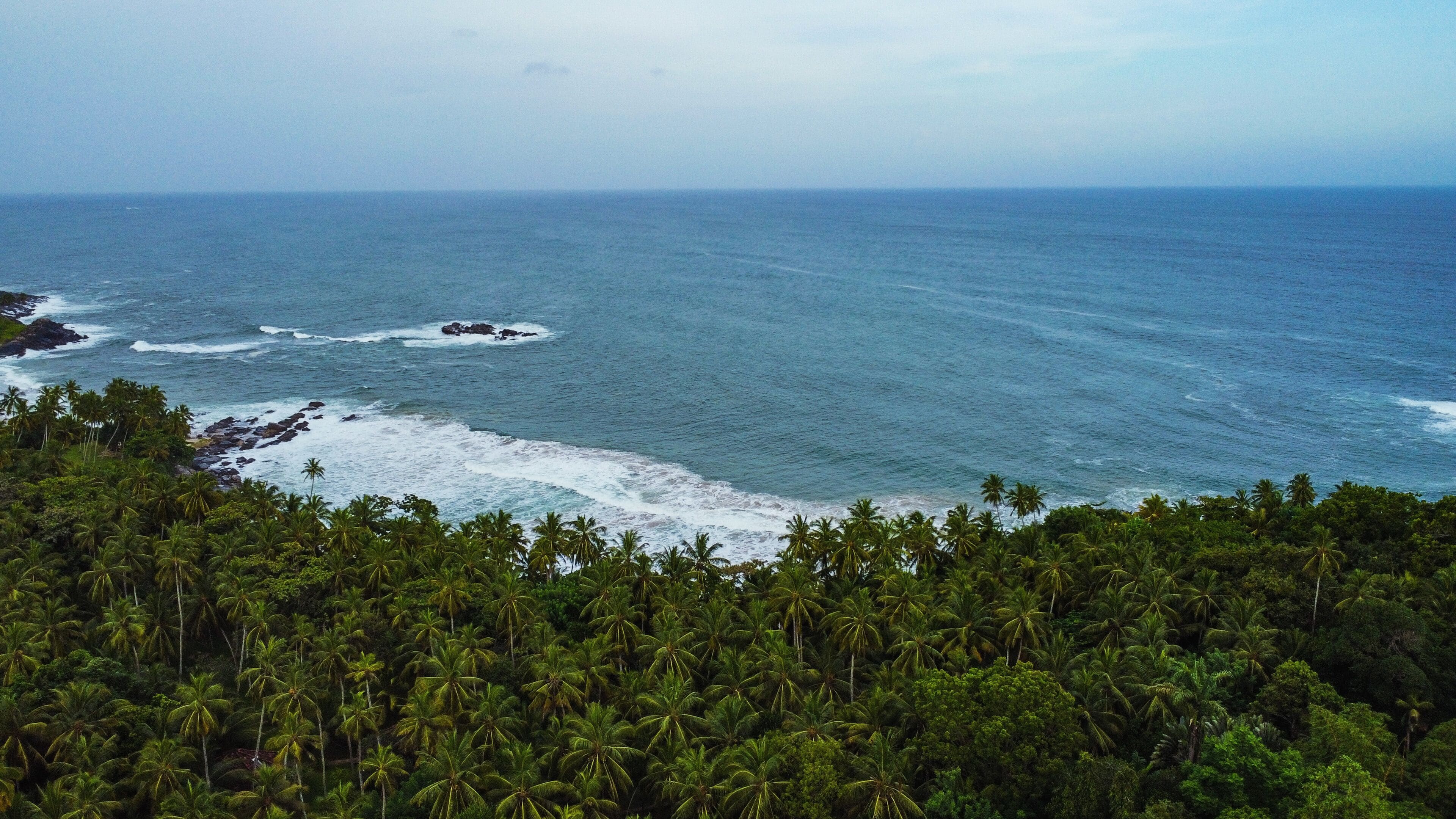 A coastal landscape with dense palm trees and a view of the ocean.