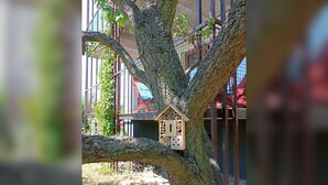 Un árbol con un comedero para pájaros en una rama, un edificio con una ventana, y una valla de fondo.