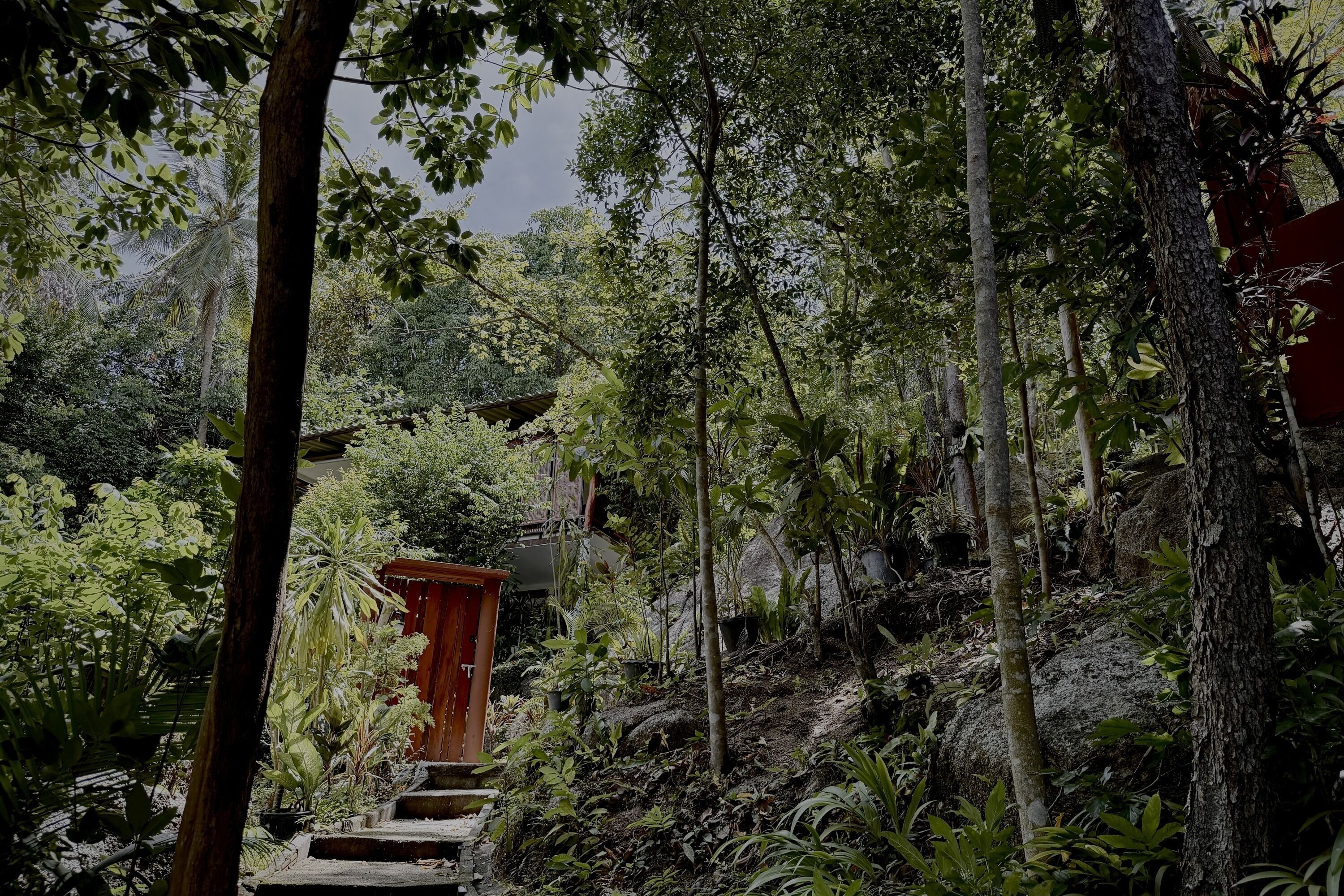 Un jardín con una estructura de madera, escalones que la conducen y diversas plantas.