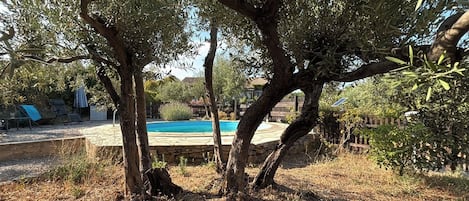 A swimming pool surrounded by olive trees, with lounge chairs and a stone wall in the background.
