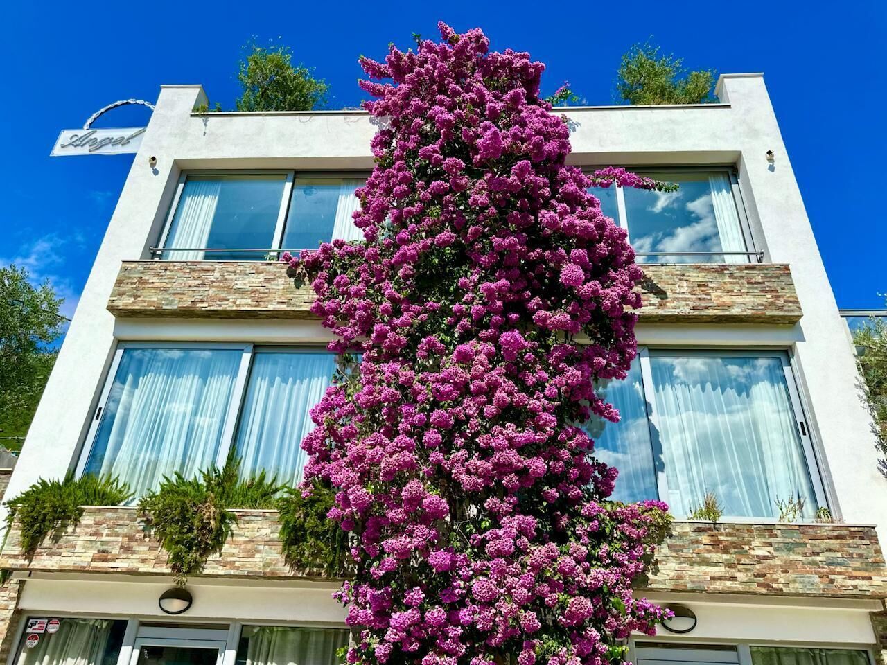 Un edificio moderno con balcón y un gran árbol en flor.