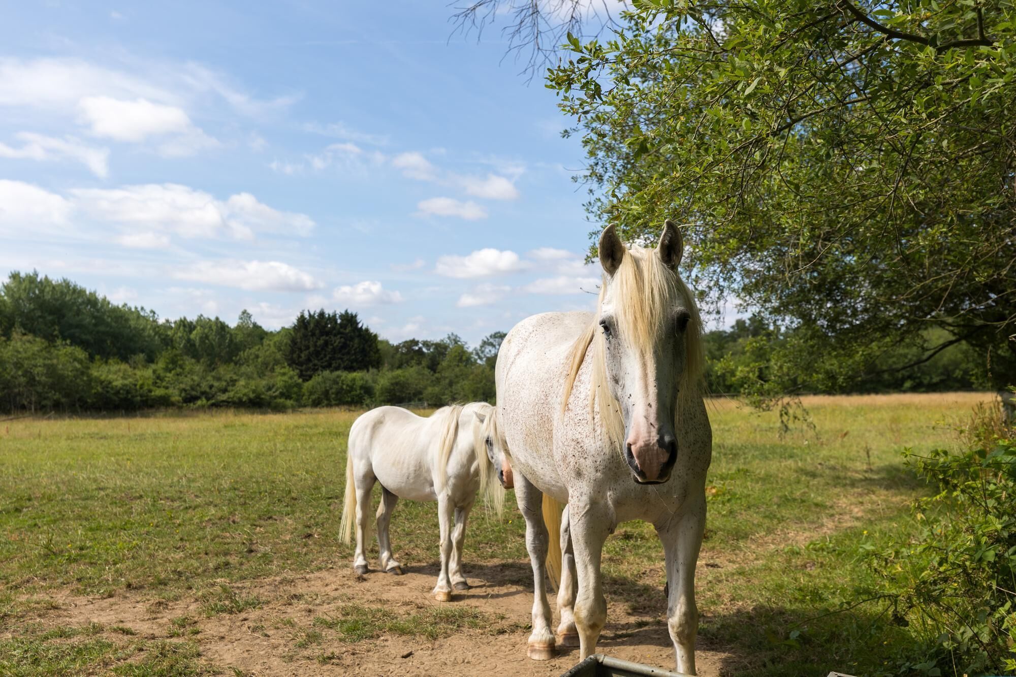 A stable with two white horses standing in a grassy field.