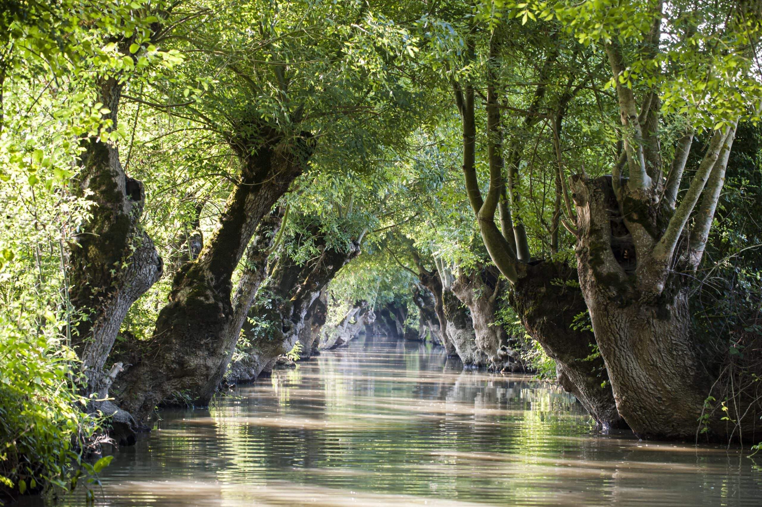 A tranquil river surrounded by dense foliage and large trees.