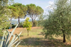 A garden with various trees, including an olive tree and a small tree with green leaves. - Country Charm in Florence (Montebeni)