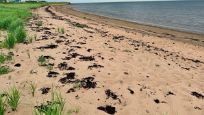 Une plage de sable avec de l’herbe et des algues, une mer calme et un ciel nuageux.