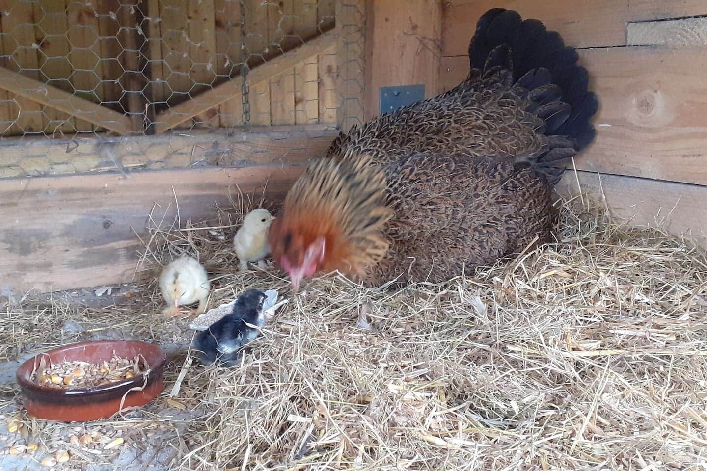 Una gallina con i suoi pulcini in un pollaio di legno con una porta a rete metallica.