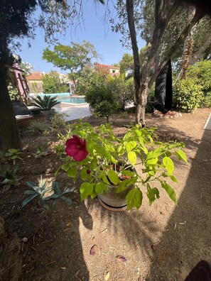 A garden with a potted plant, a pool, and a tree. - Luxurious villa with a pool, close to the beaches and the harbor. (Saint-Cyprien)