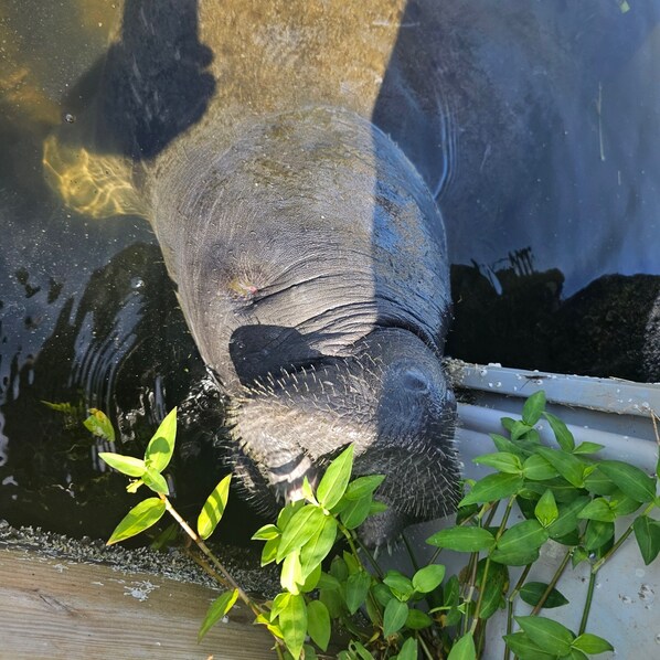 A close-up of a large animal's textured skin, possibly a sea turtle, with water and green plants around.