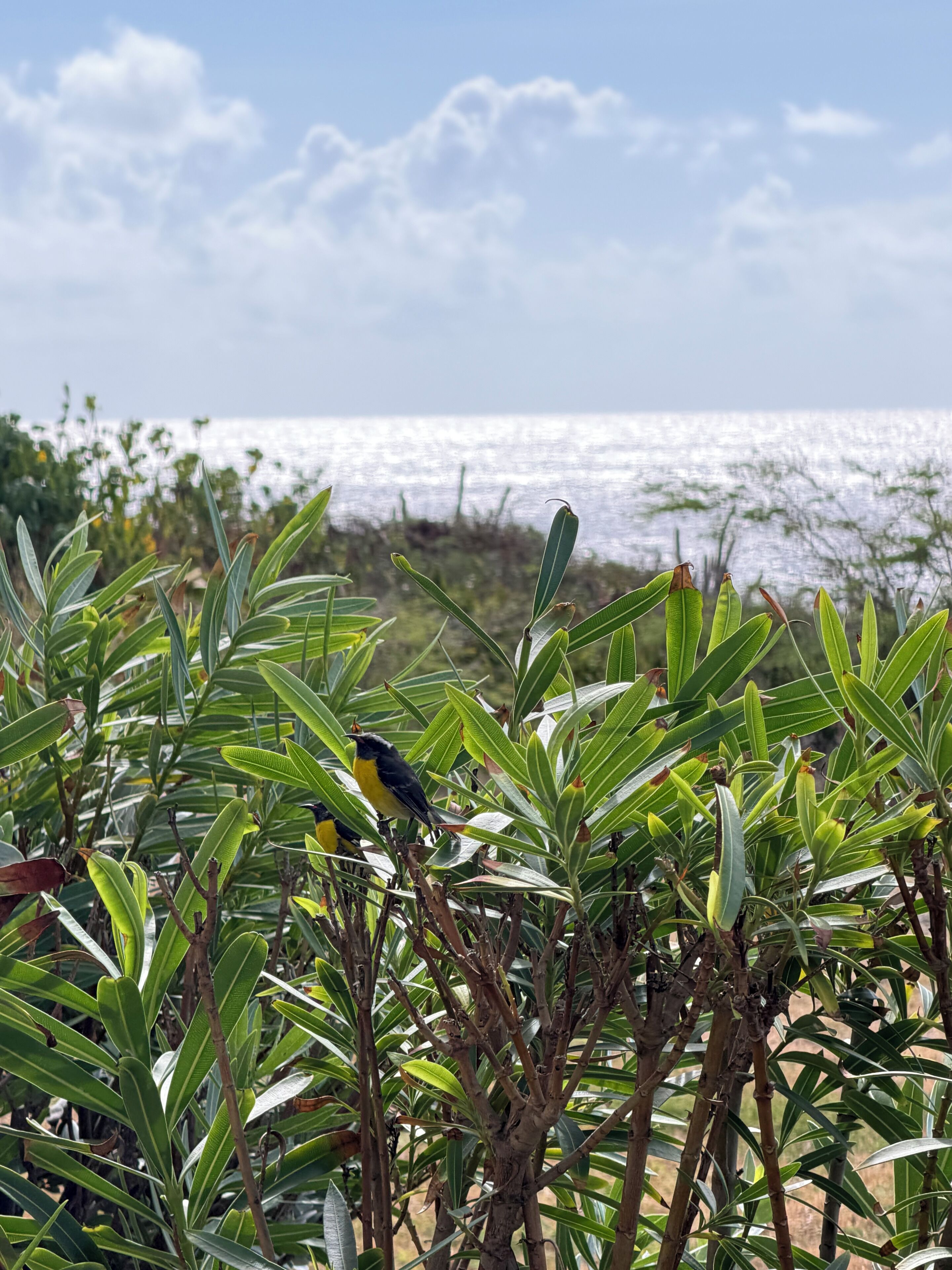 A bird perched on foliage with a body of water and sky in the background.