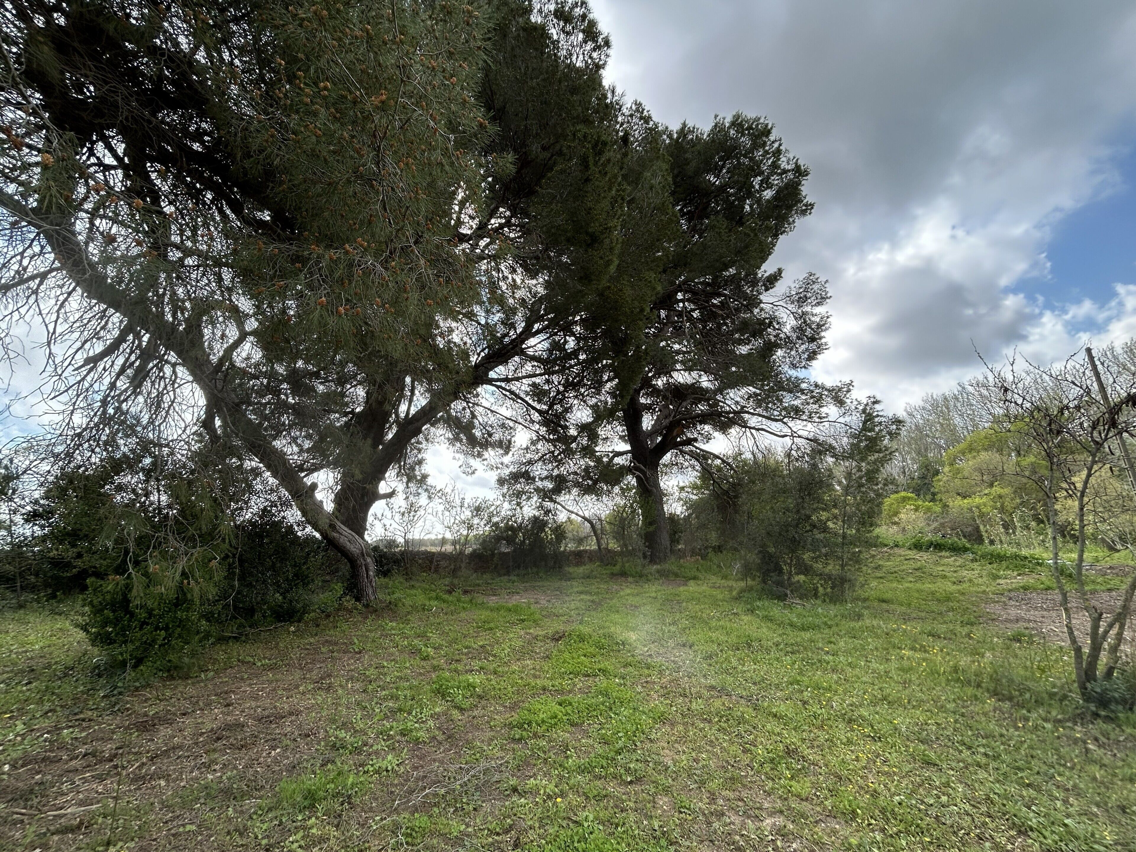 Un paesaggio naturale con alberi e terreno erboso.