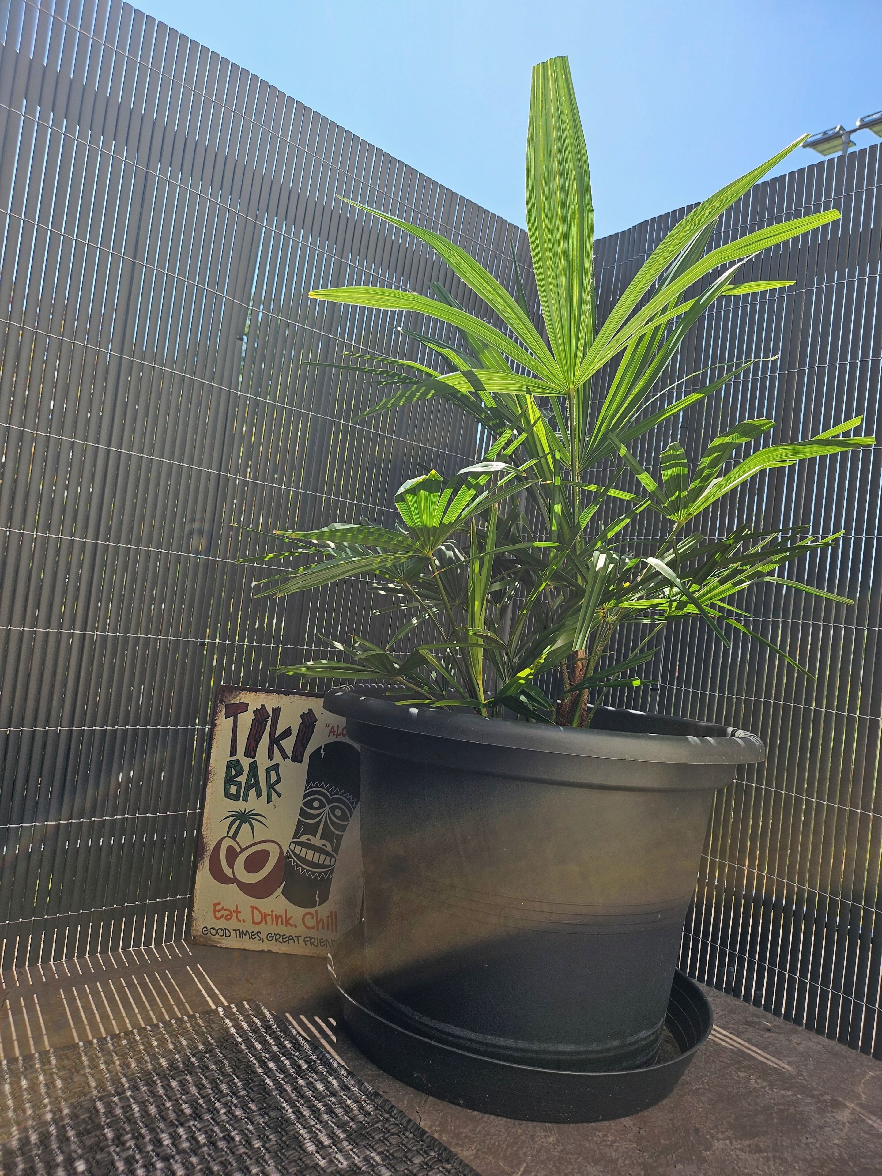 Una planta en test amb un cartell que diu 'TIKI BAR' i 'Menja. Beu. Relaxa.'