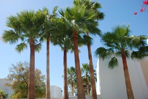 Tall palm trees in front of a white building.