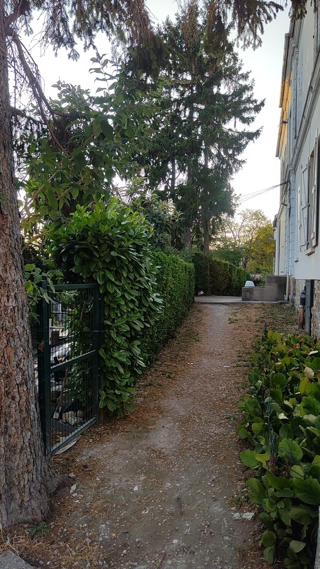 A narrow pathway flanked by dense foliage and a building with a stone facade.