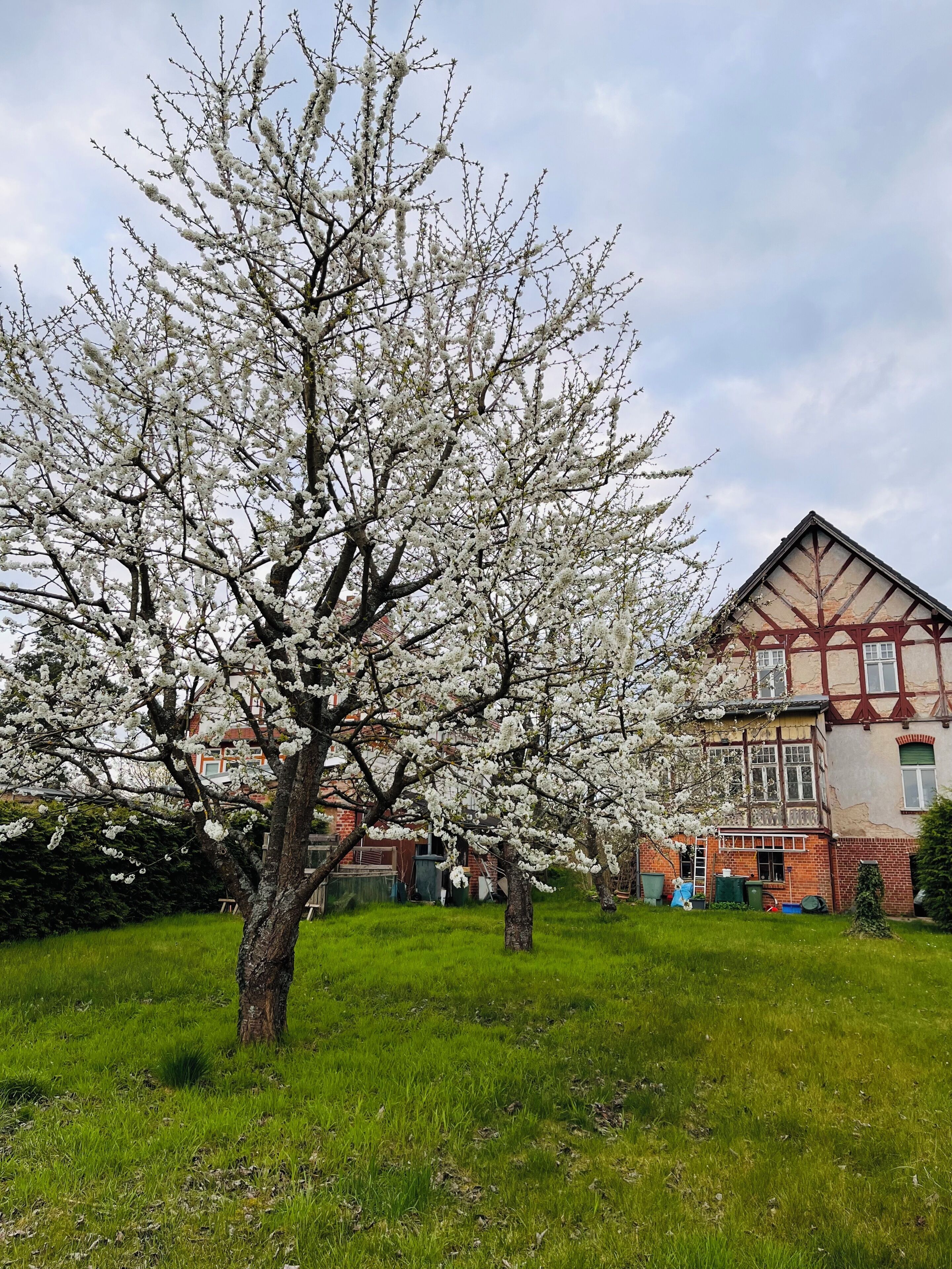 Ein Baum mit weißen Blüten vor einem Gebäude mit einem Giebel.