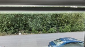 Een parkeerplaats met een haag op de achtergrond en een blauwe auto op de voorgrond.