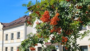 Un edificio con diverse finestre e un albero con frutti arancioni davanti.