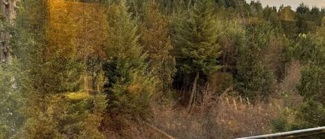 A forested landscape with a wooden railing in the foreground.
