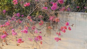 Een betonnen muur bekleed met roze bloemen, omringd door agaveplanten.