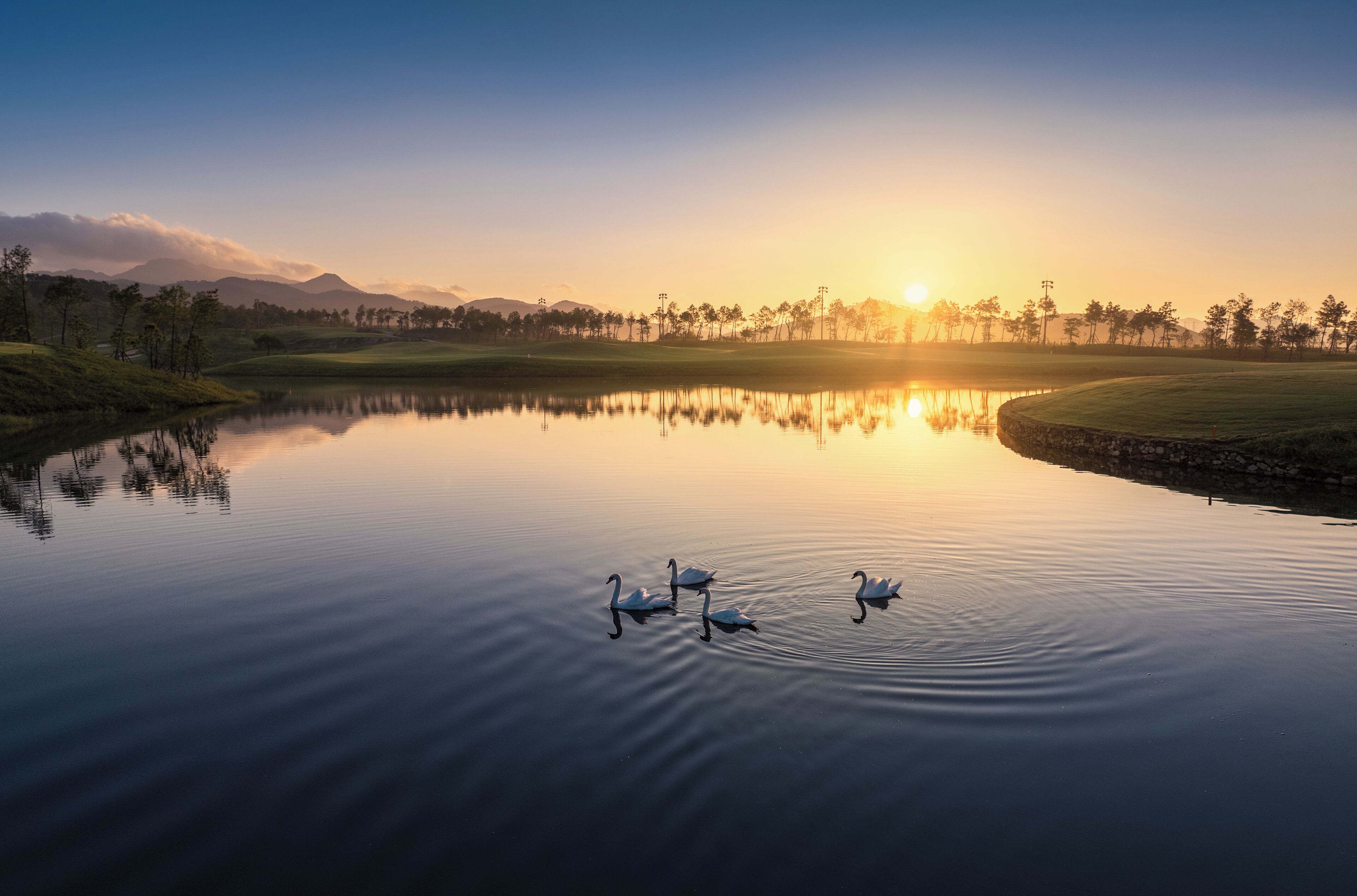 A serene lake with swans, surrounded by a golf course and trees, reflecting the sunset.