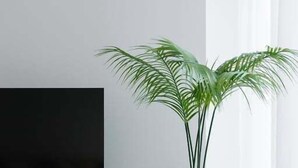 A modern living room with a flat-screen TV on a wooden stand, a potted plant, and a light-colored rug. - NEW! City Centre One-Bedroom Apartment; Sleeps 4 (Brisbane)