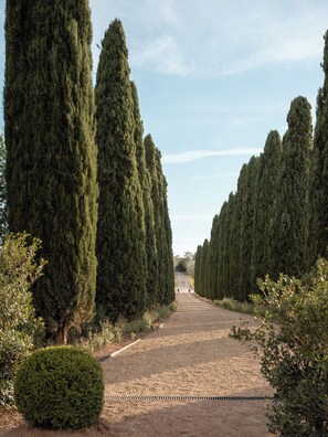 A pathway flanked by tall, slender trees leading to a distant point.