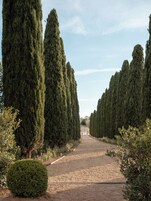 Un sentiero delimitato da alberi alti e slanciati che conduce verso un punto lontano.