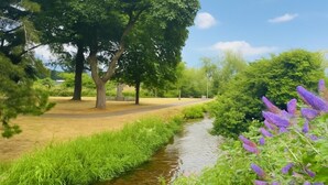 Un parque con un arroyo pequeño, árboles y césped.