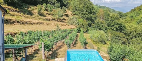 Una piscina con escalera, rodeada por un viñedo y una ladera.