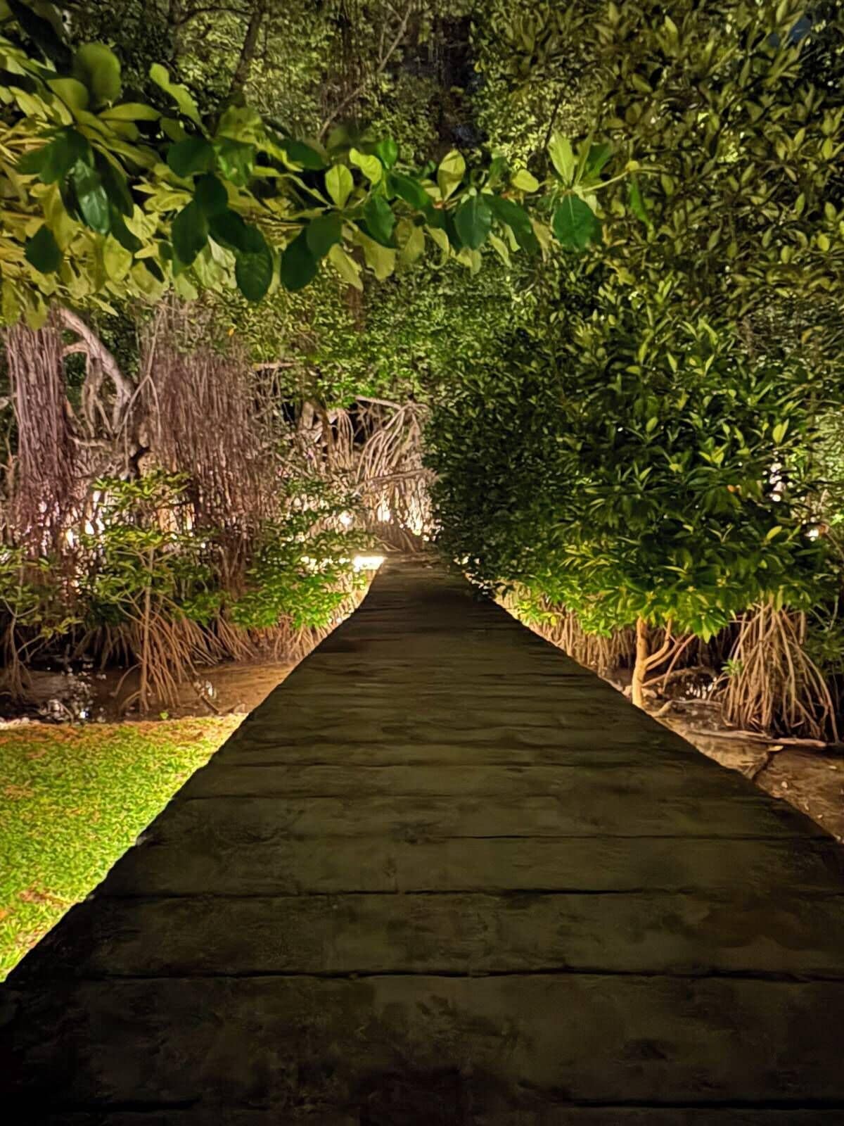 A pathway flanked by dense vegetation and trees, leading into a shaded area.