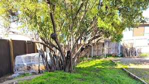 Un árbol rodeado por una malla protectora, un sendero de concreto y una valla de madera al fondo.