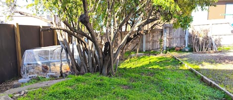 A tree with a protective mesh enclosure, a concrete pathway, and a wooden fence in the background.