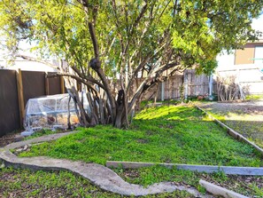 A tree with a protective mesh enclosure, a concrete pathway, and a wooden fence in the background.