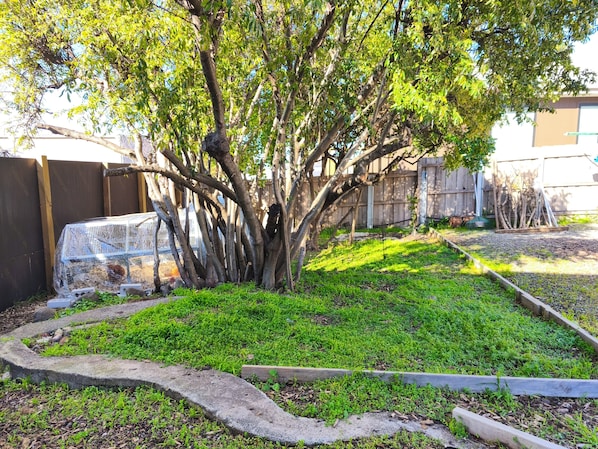 A tree with a protective mesh enclosure, a concrete pathway, and a wooden fence in the background.