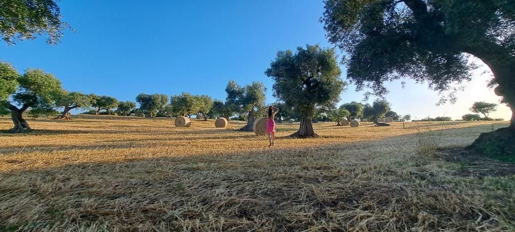 Un campo con alberi e balle di fieno.
