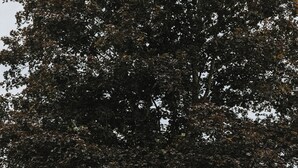 Um letreiro com a palavra 'OTHERLAND' e um símbolo, rodeado por vegetação e árvores.