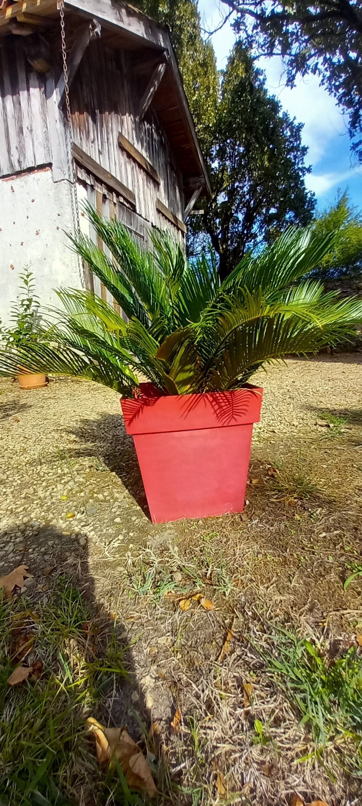 A potted plant with long, green leaves in front of a rustic wooden structure.