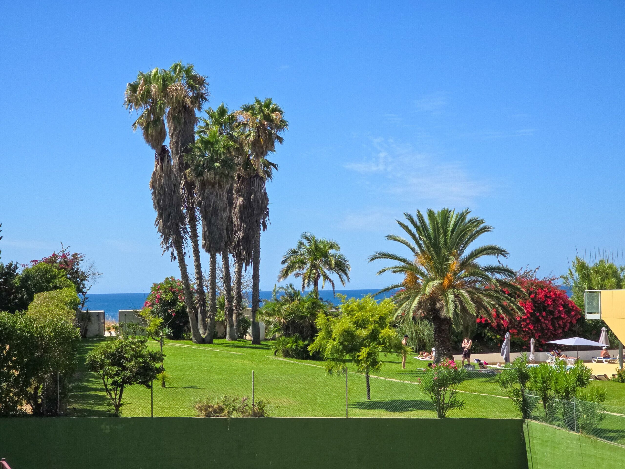 A well-maintained lawn with palm trees and a clear view of the ocean.