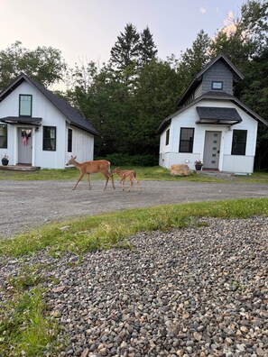 A gravel driveway leading to two white buildings with a deer and fawn nearby. - The Summit Suite | Walk to Rangeley Lake • ATV & Sled Access (Rangeley)