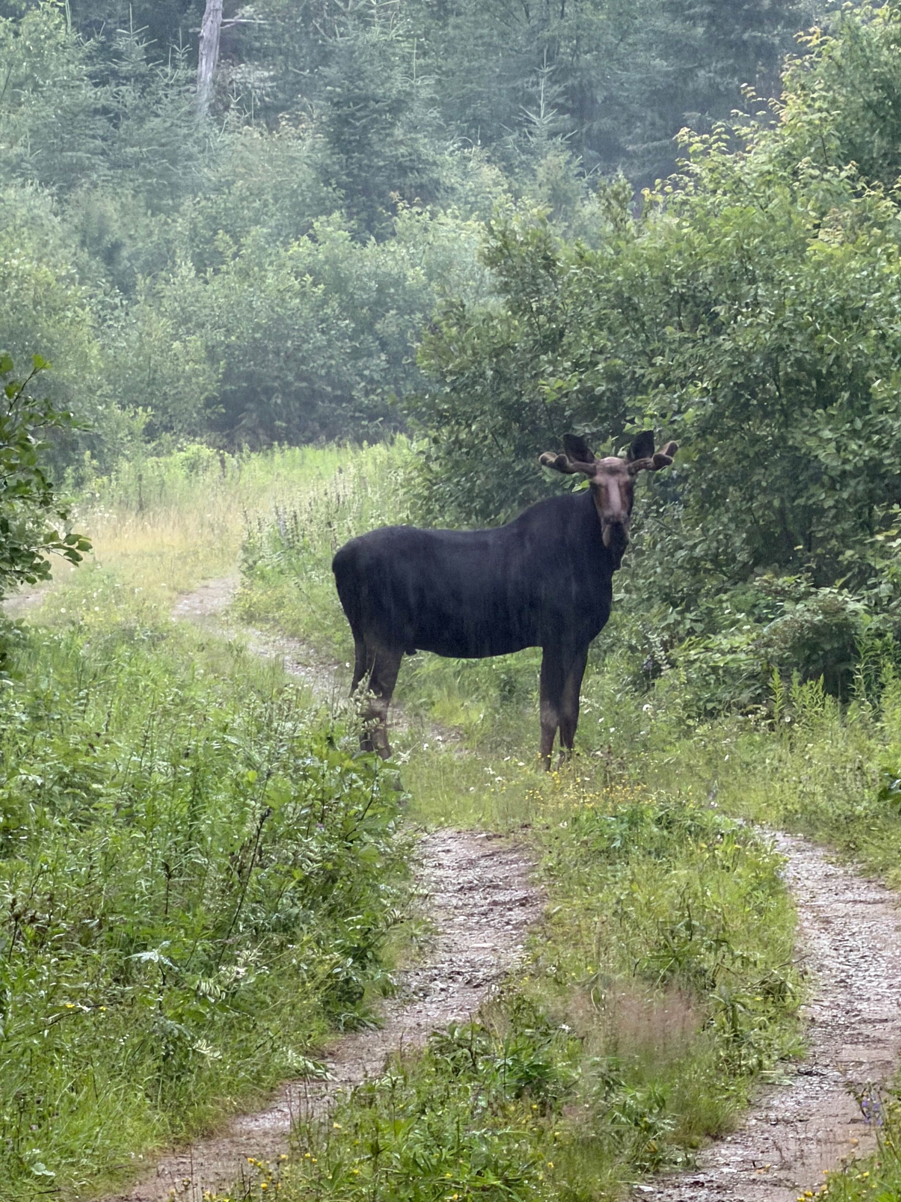 Ein Elch steht auf einem Feldweg, umgeben von dichtem Grün.
