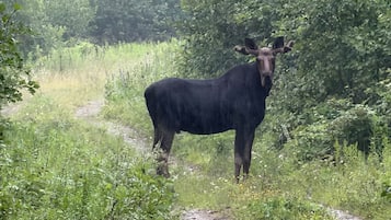 A moose standing on a dirt path surrounded by dense green foliage.