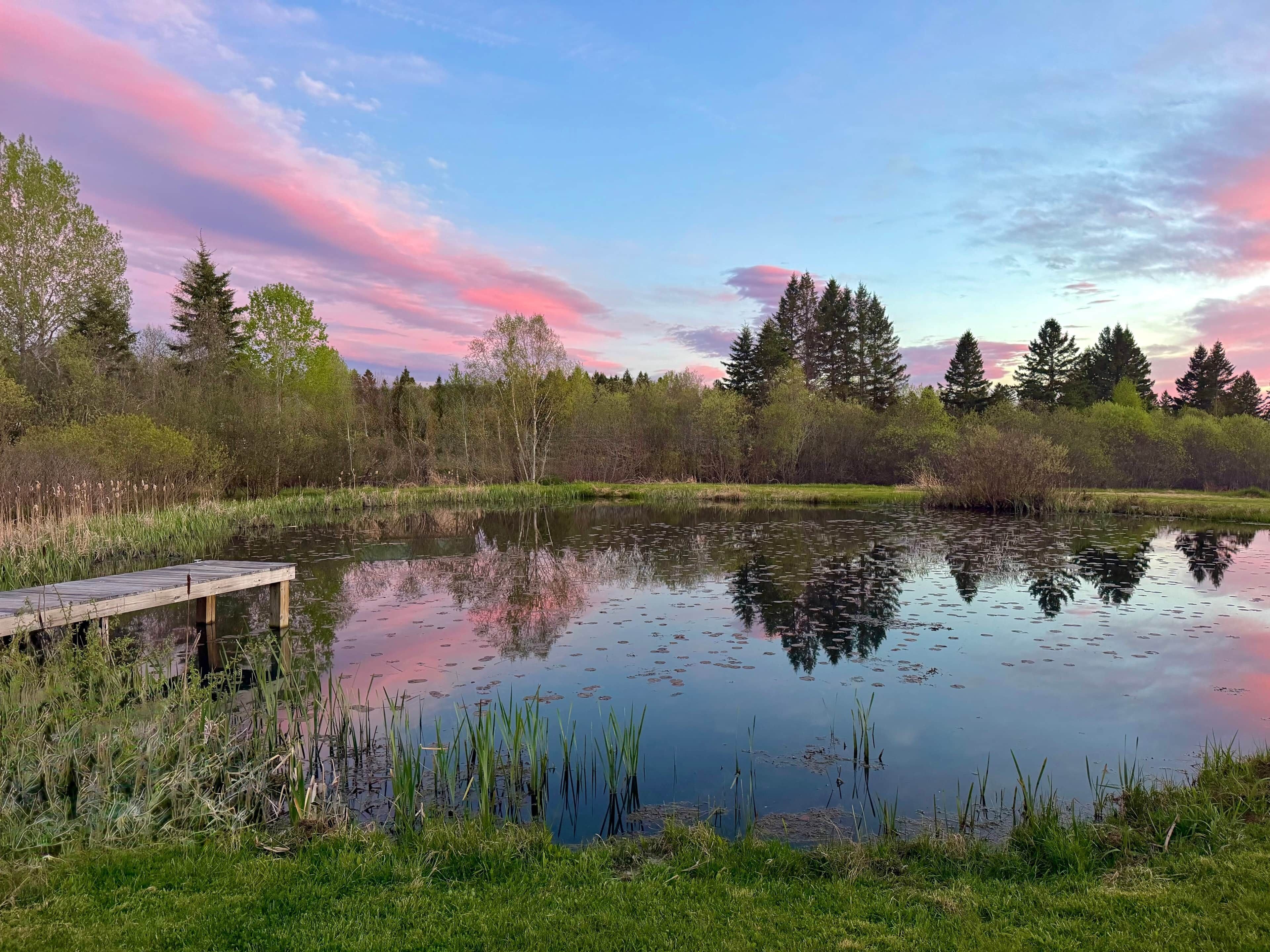 A calm lake with a wooden dock, surrounded by dense trees and greenery.