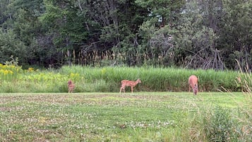 A grassy field with three deer statues.