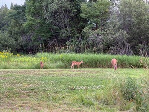 Ein grasbewachsenes Feld mit drei Dammwild-Statuen.
