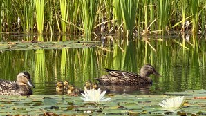Ein Teich mit Enten und Seerosenblättern.