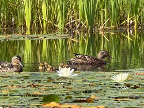 Ein Teich mit Enten und Seerosenblättern.
