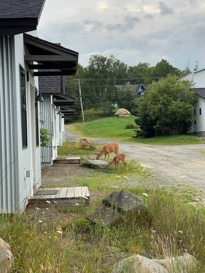 A rural setting with a house, a gravel driveway, and two deer grazing. - The Lupine | Cross Stone Cabins • Walk to Rangeley Lake (Rangeley)