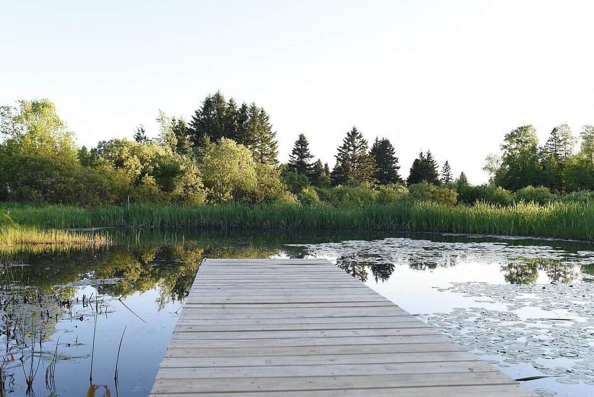 Een houten steiger die zich uitstrekt over een rustig wateroppervlak, omgeven door weelderige begroeiing en bomen.