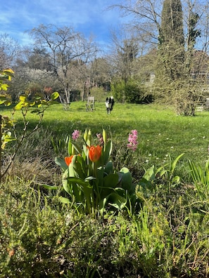 En have med mange forskellige planter og en hund i det fjerne.