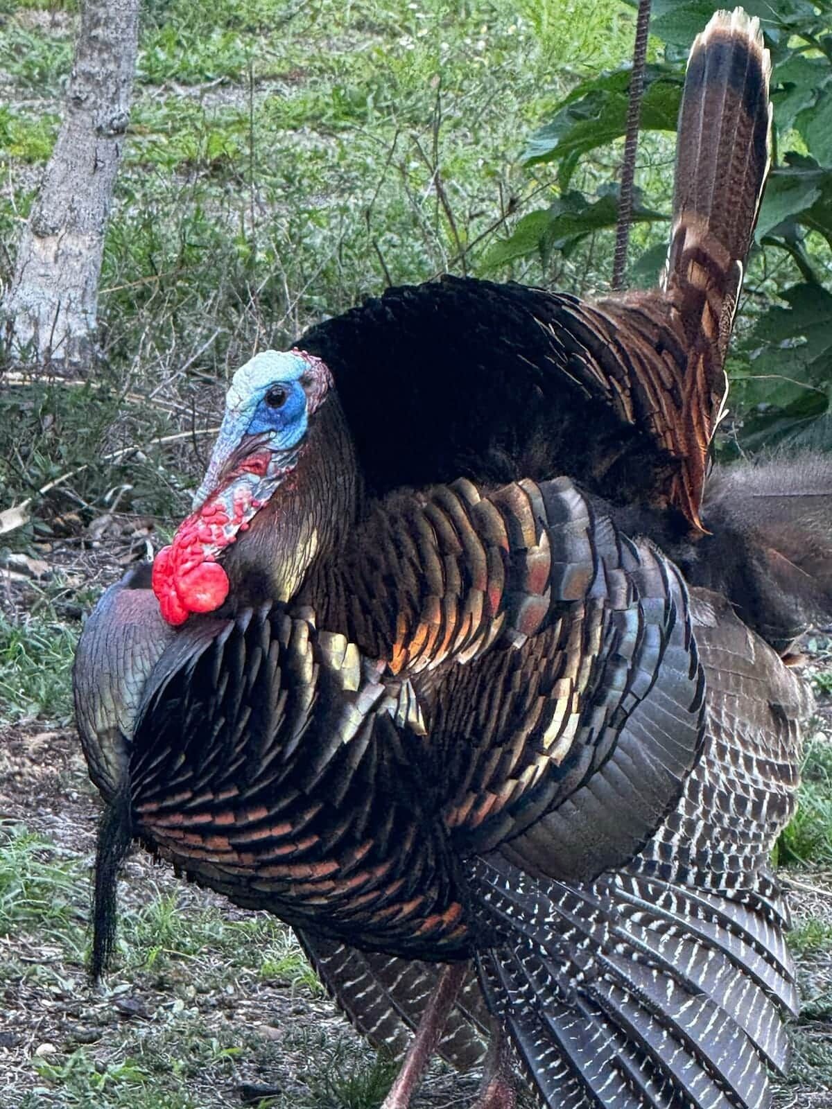 Un dindon à la caroncule rouge et à la tête bleue, entouré de verdure.