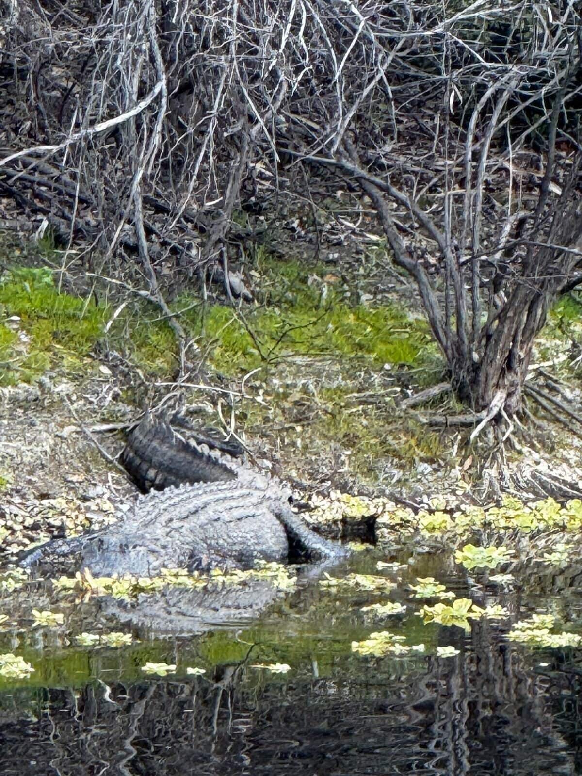 Un crocodile se repose dans une étendue d’eau, entouré de végétation sèche et d’arbres.